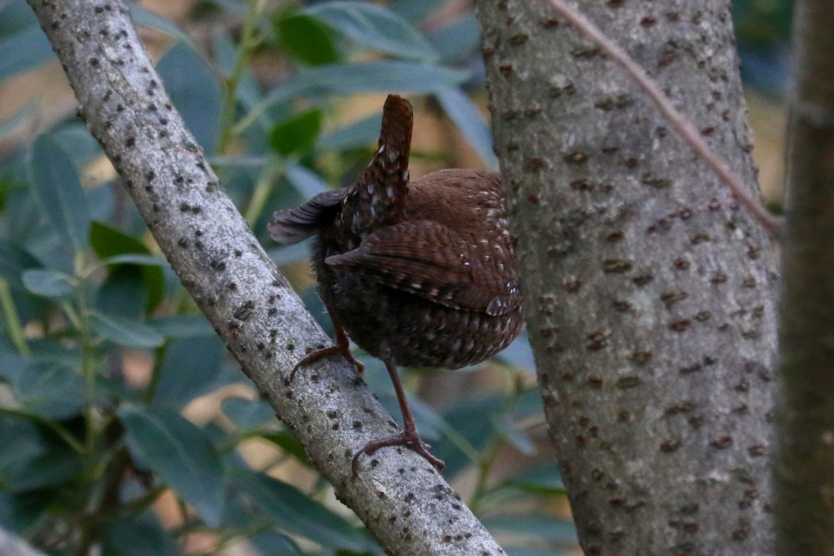 Winter Wren - ML647120190