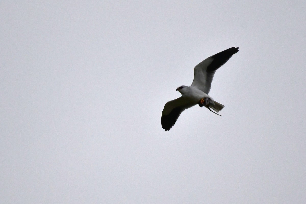 Nibbio bianco - ML647120191