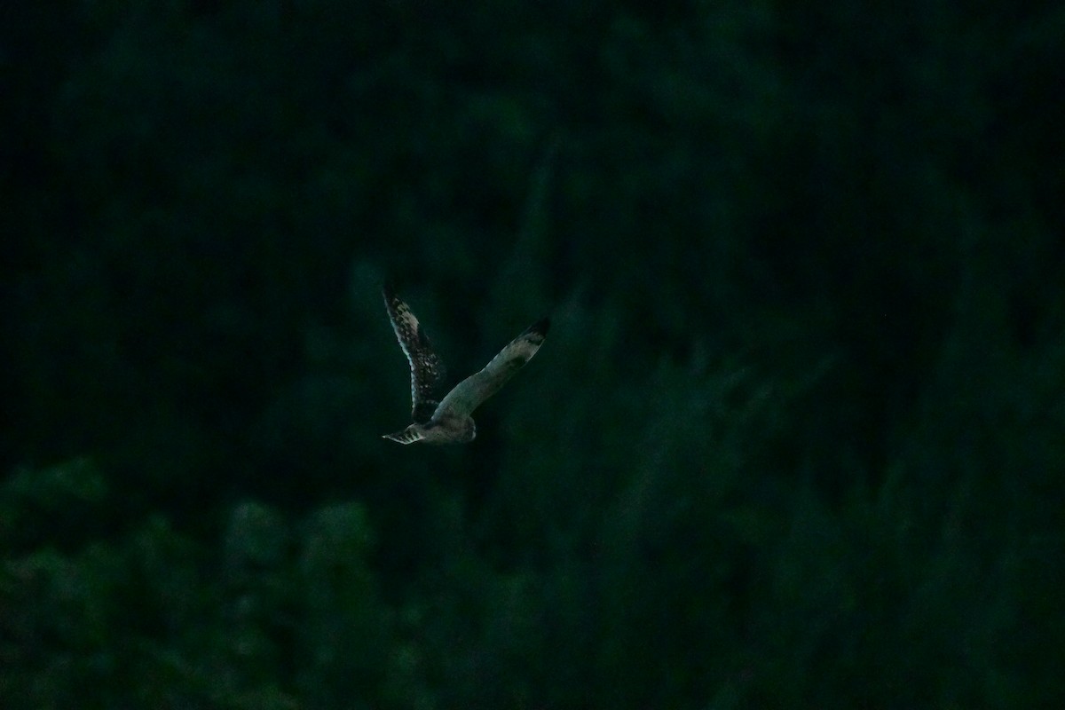 Gufo di palude - ML647120193