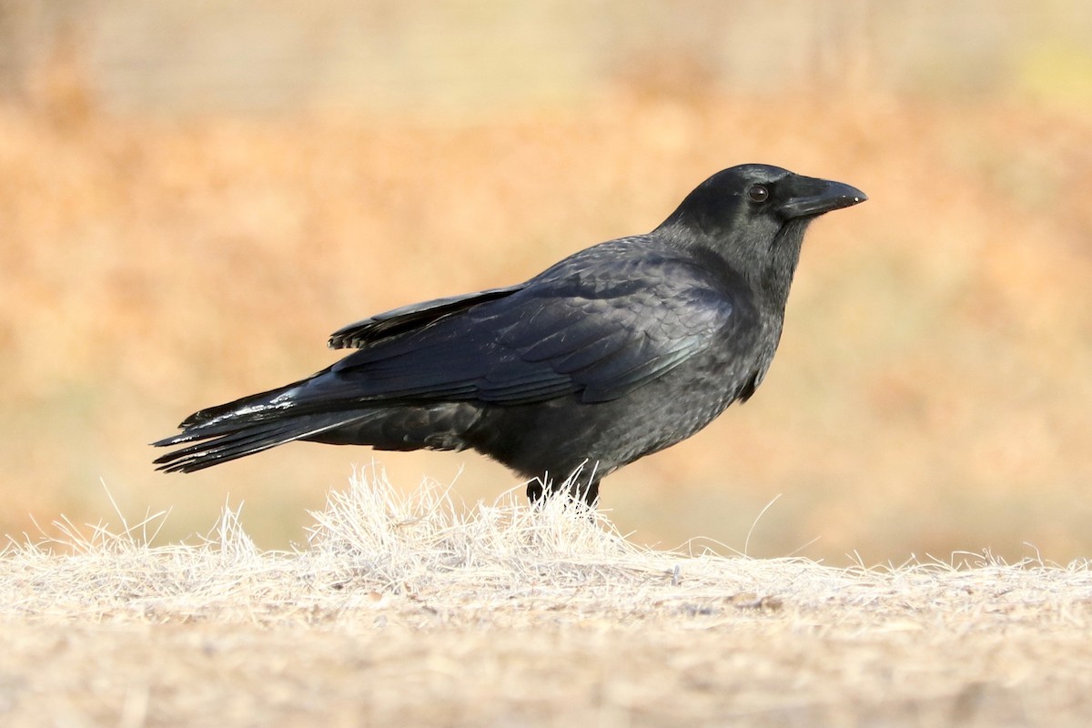 American Crow - ML647120195