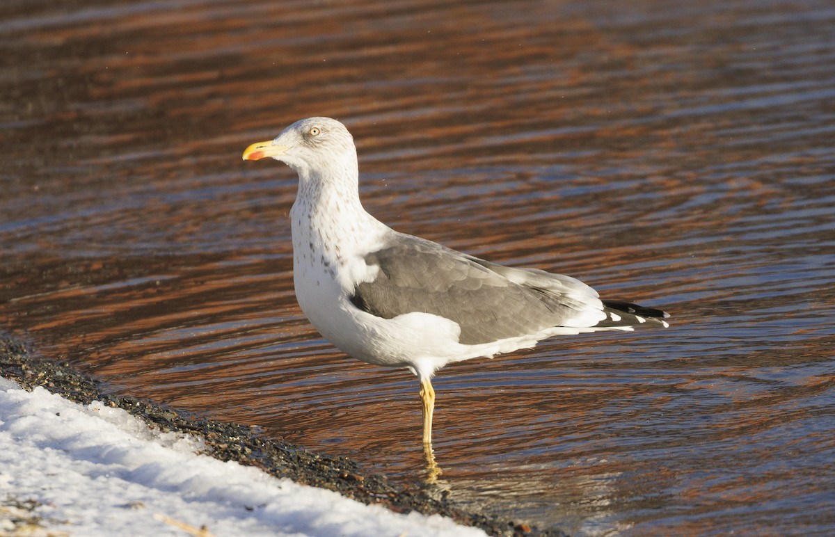 Lesser Black-backed Gull - ML647120200