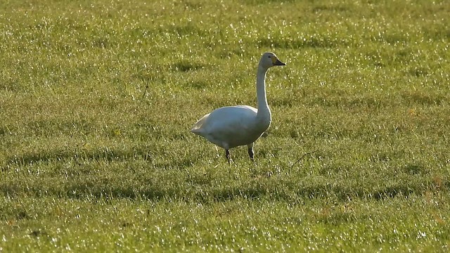 Tundra Swan - ML647120202