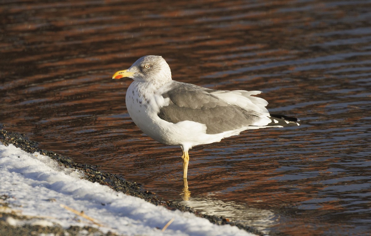 Lesser Black-backed Gull - ML647120205