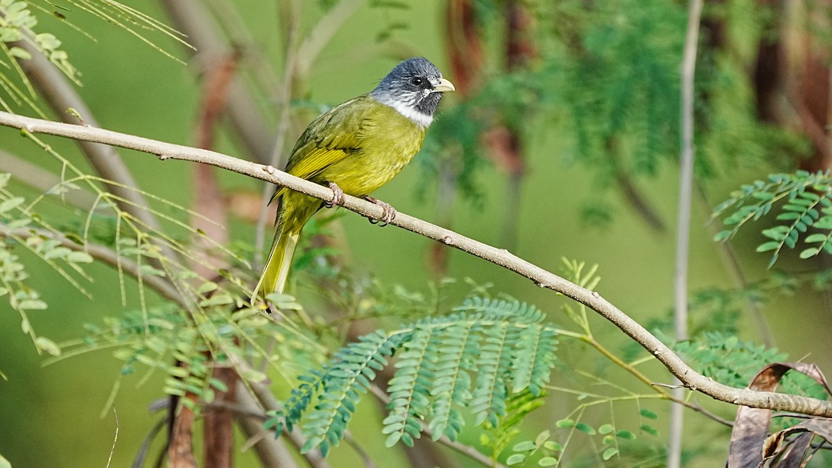 Collared Finchbill - ML647120207