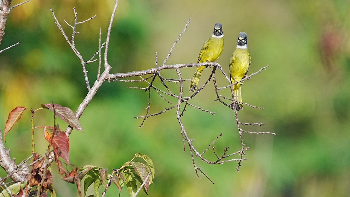 Collared Finchbill - ML647120208