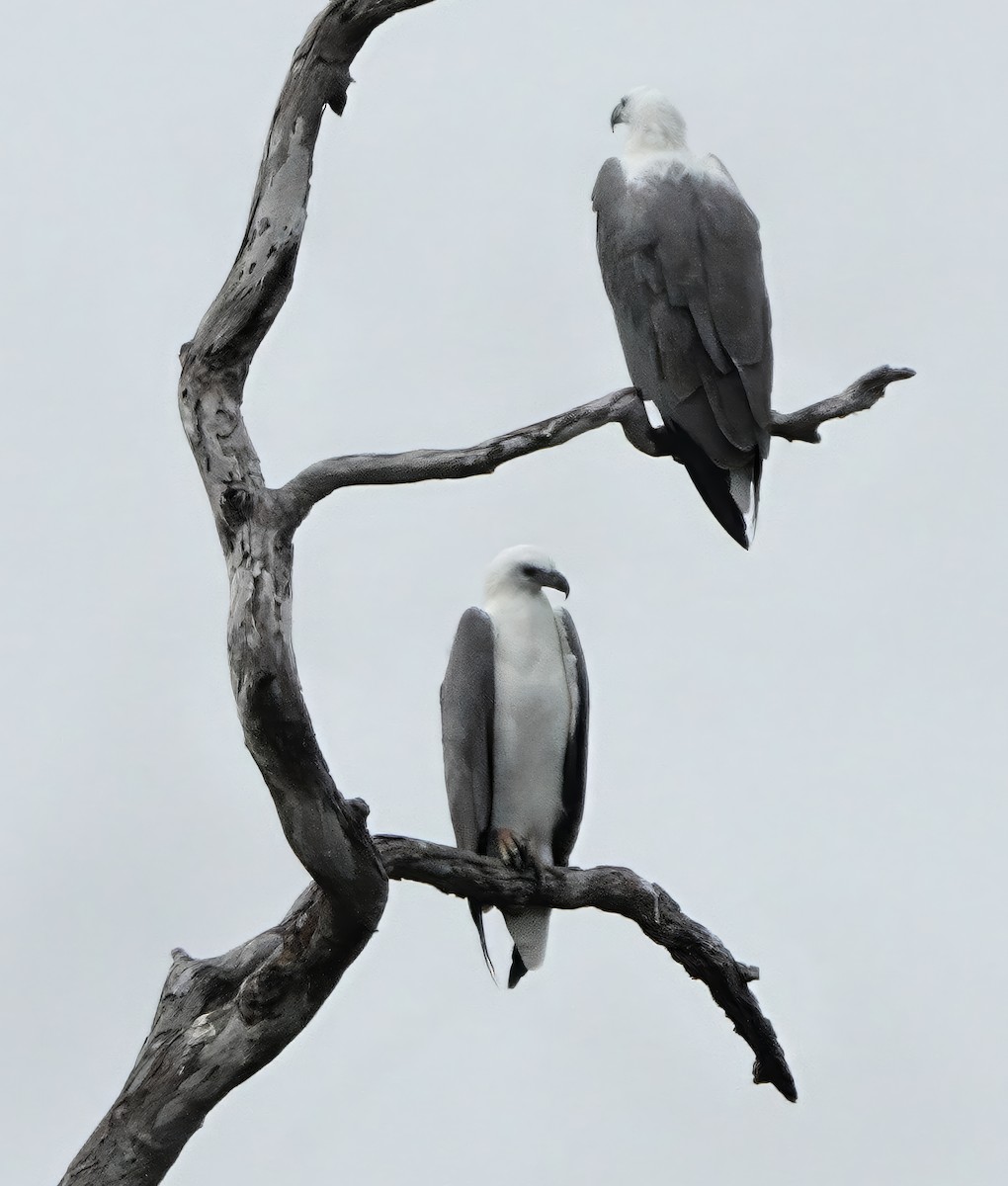 Pigargo Oriental - ML647120209