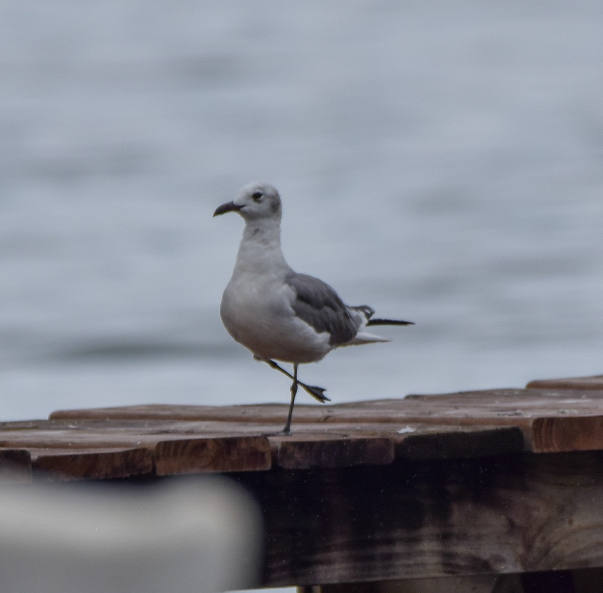 ワライカモメ - ML647120212