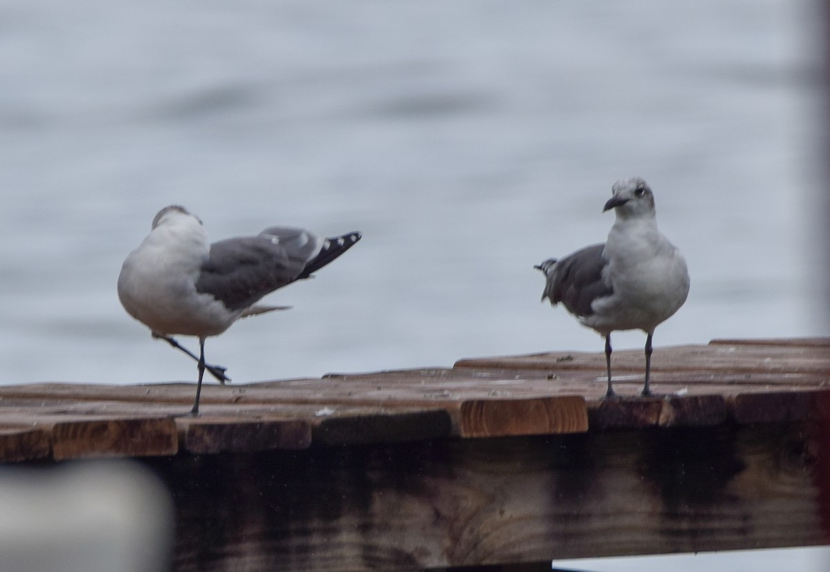 ワライカモメ - ML647120213