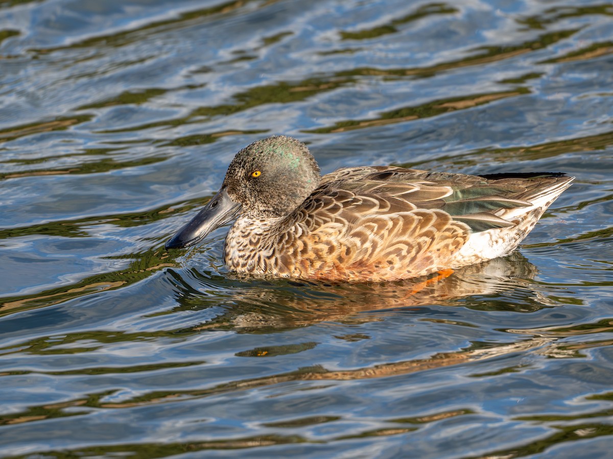 Широконіска північна - ML647120220