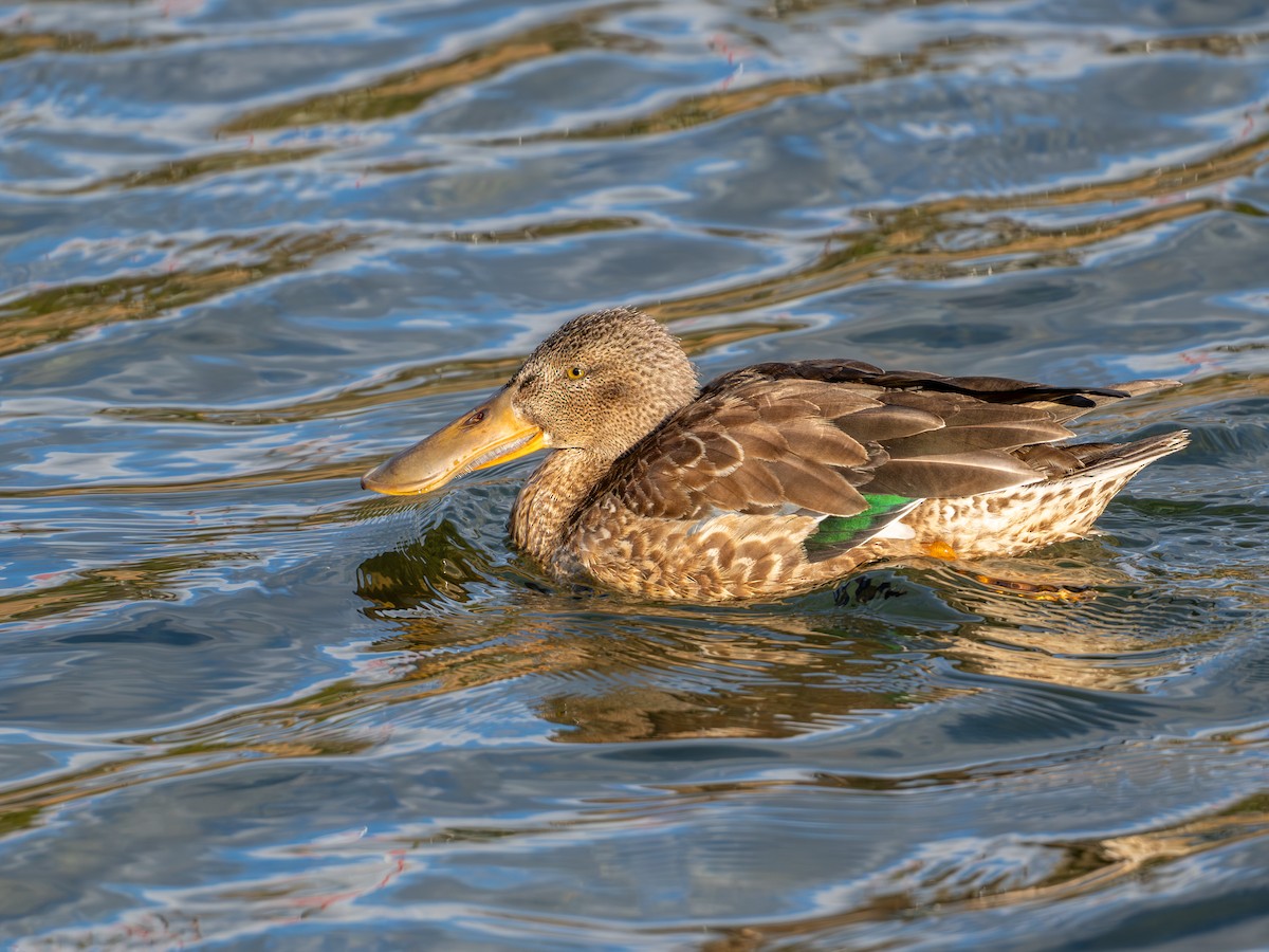 Широконіска північна - ML647120221