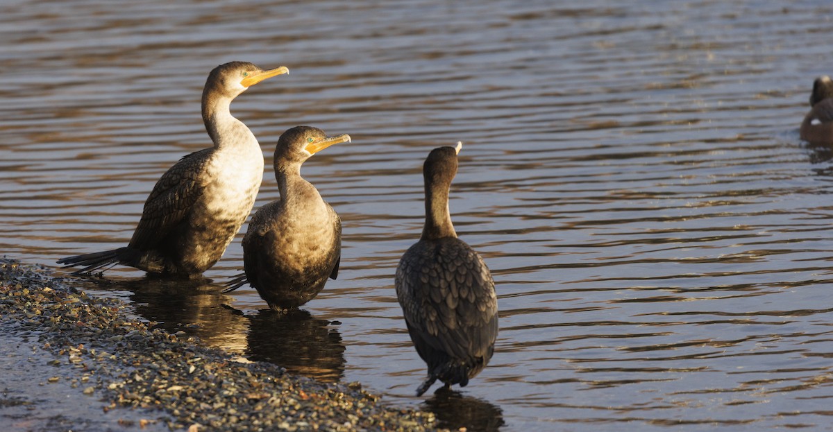 Double-crested Cormorant - ML647120226