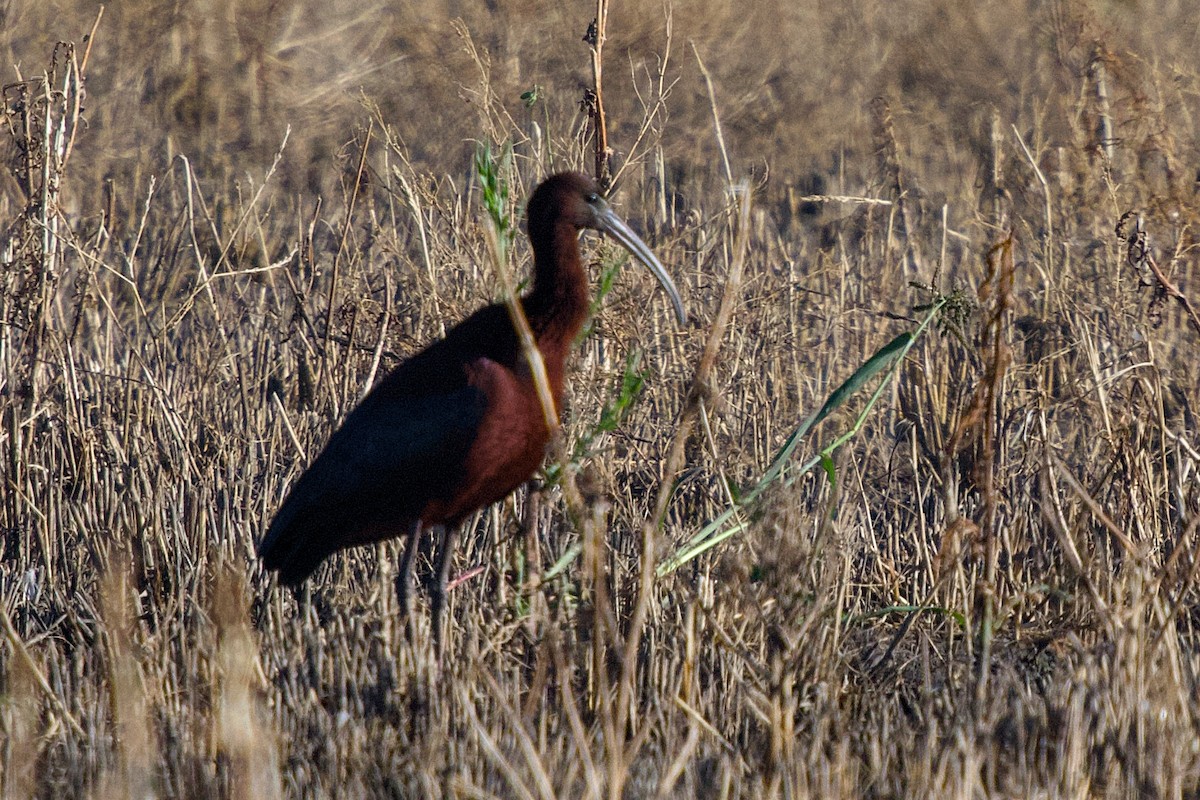 Glossy Ibis - ML647120235