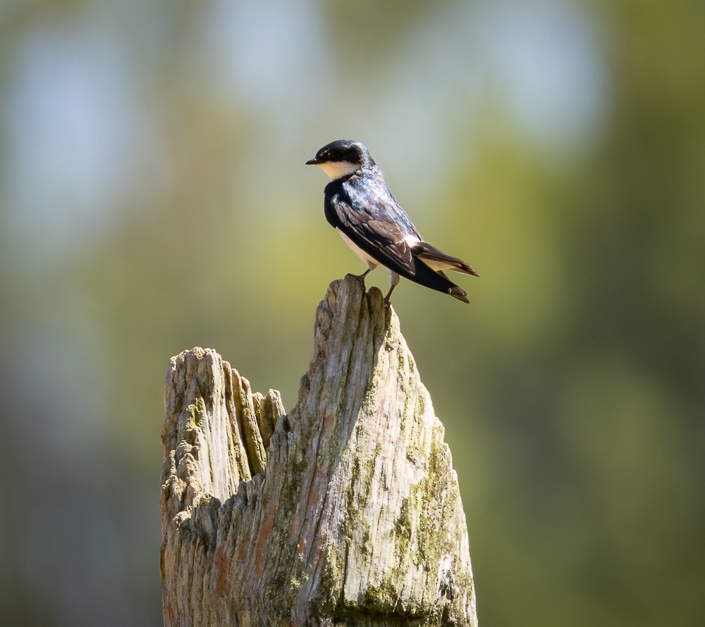 White-rumped Swallow - ML647120238