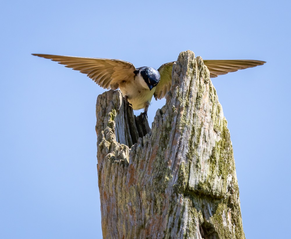 White-rumped Swallow - ML647120239
