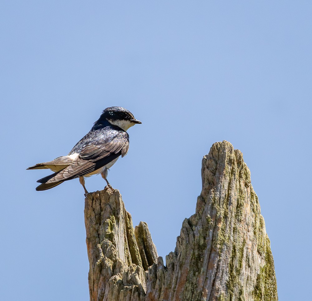 White-rumped Swallow - ML647120240