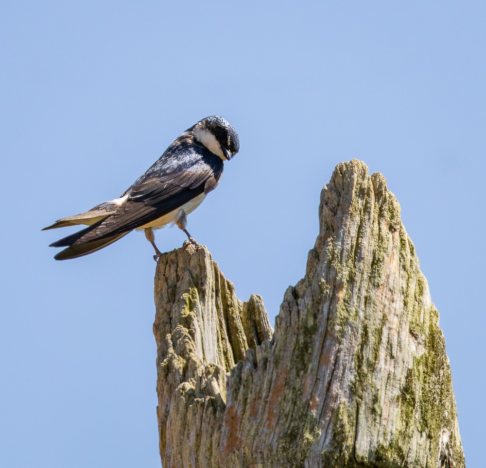 White-rumped Swallow - ML647120241