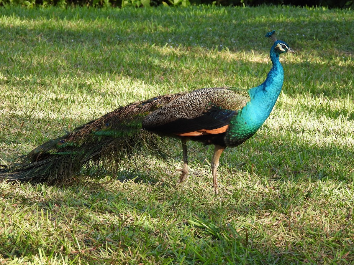 藍孔雀 - ML647120242