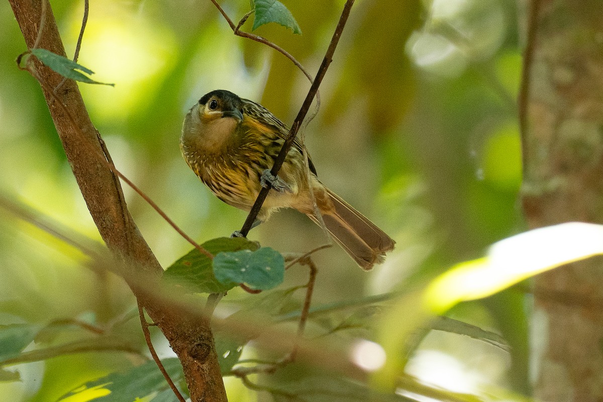 Macleay's Honeyeater - ML647120246