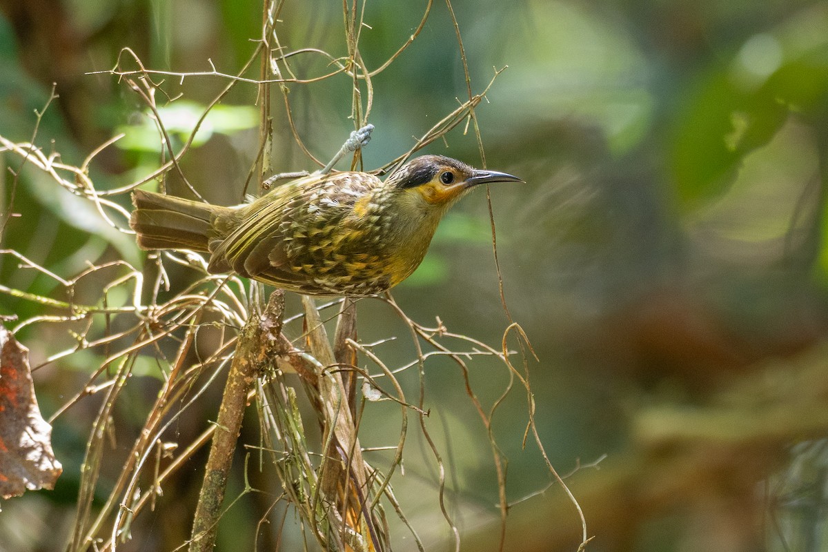 spraglehonningeter - ML647120247