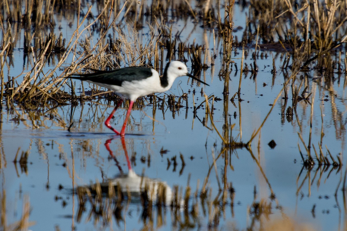 australstylteløper - ML647120248