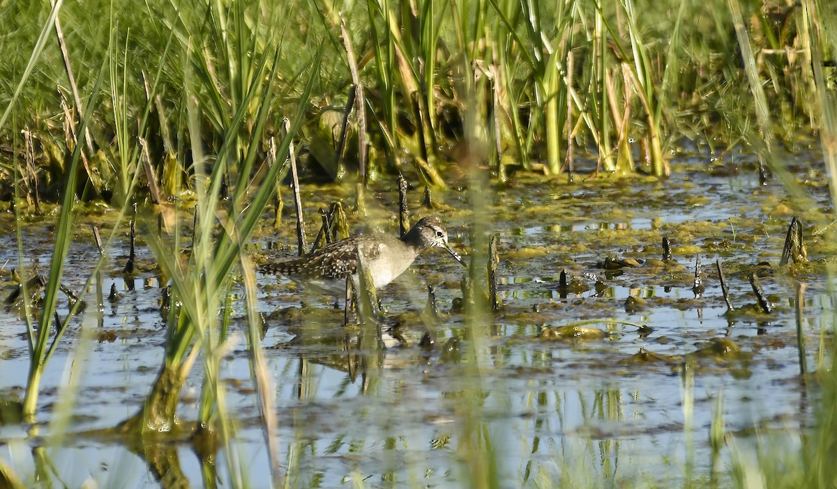 Wood Sandpiper - ML647120255