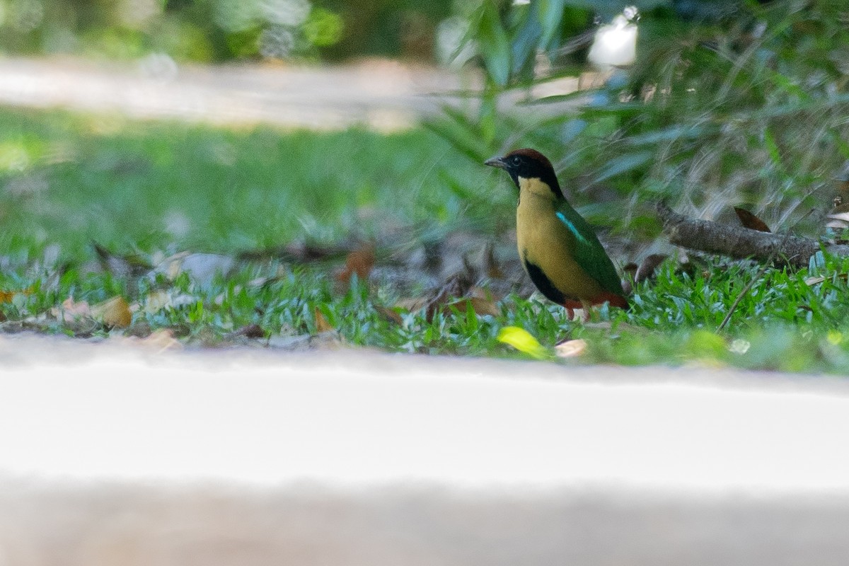 Noisy Pitta - ML647120258