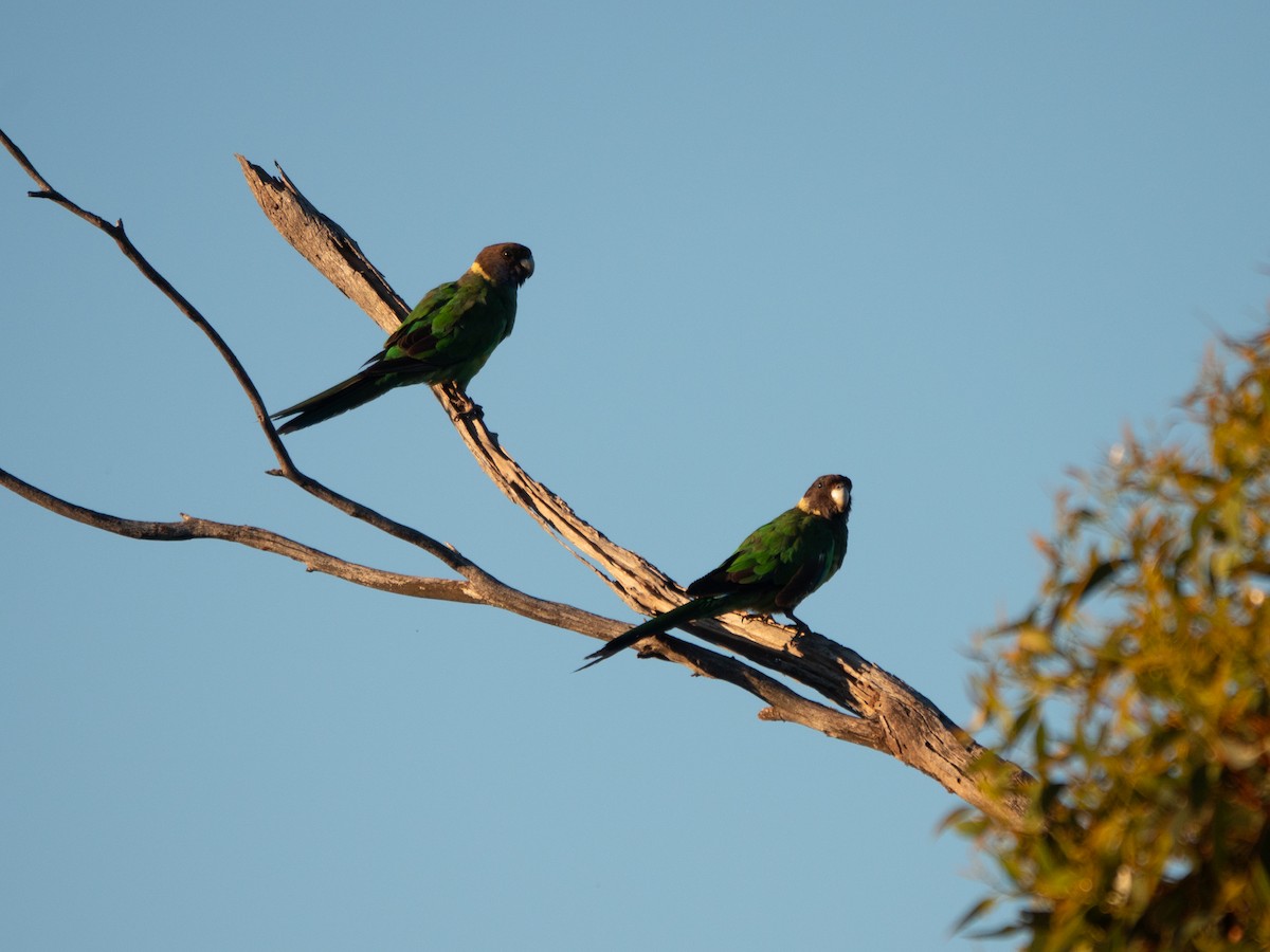 Australian Ringneck (Port Lincoln) - ML647120260