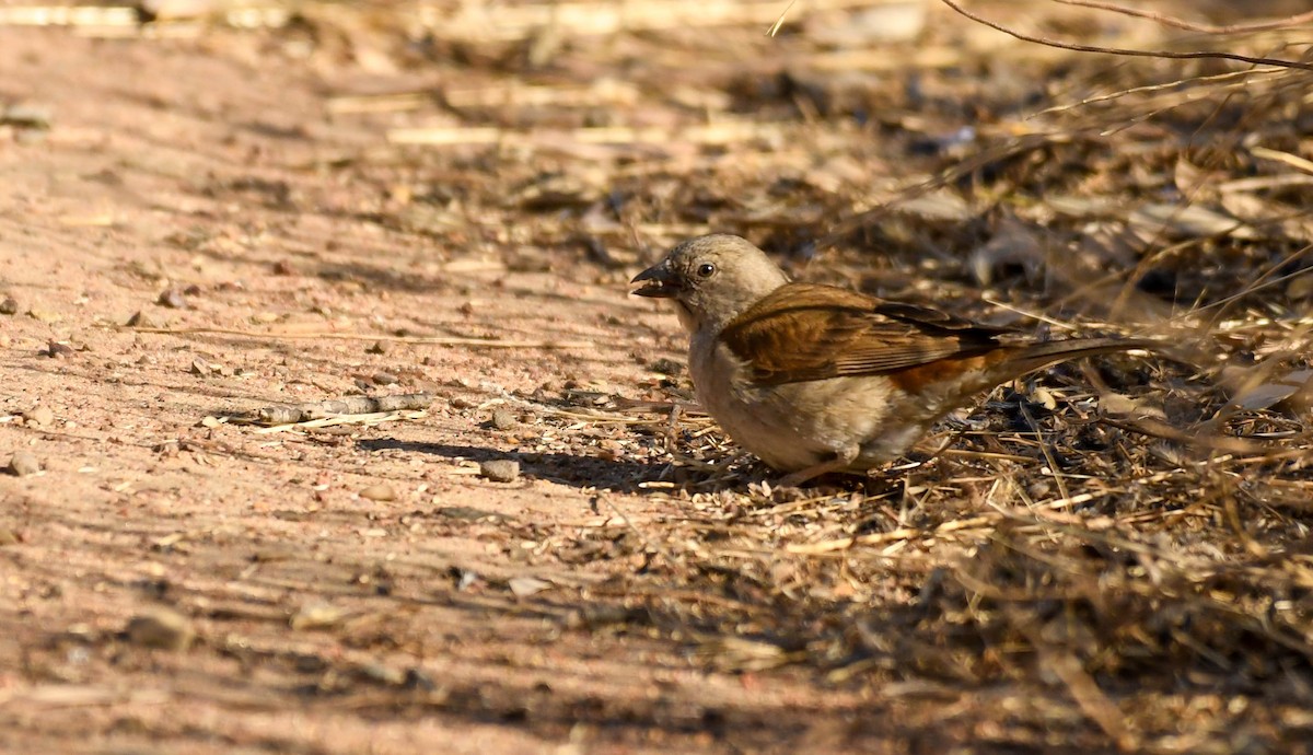 Southern Gray-headed Sparrow - ML647120263
