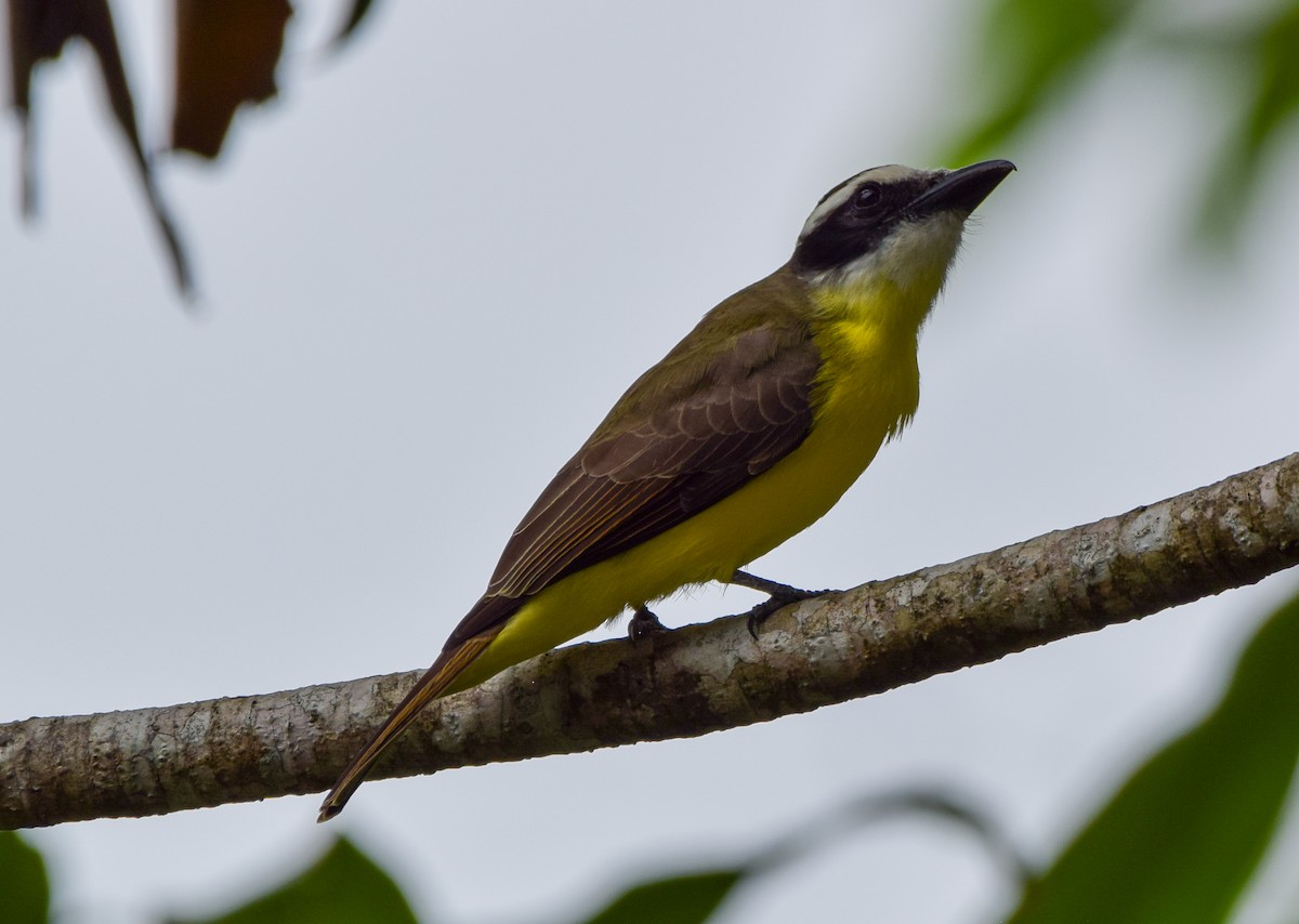 Boat-billed Flycatcher - ML647120271