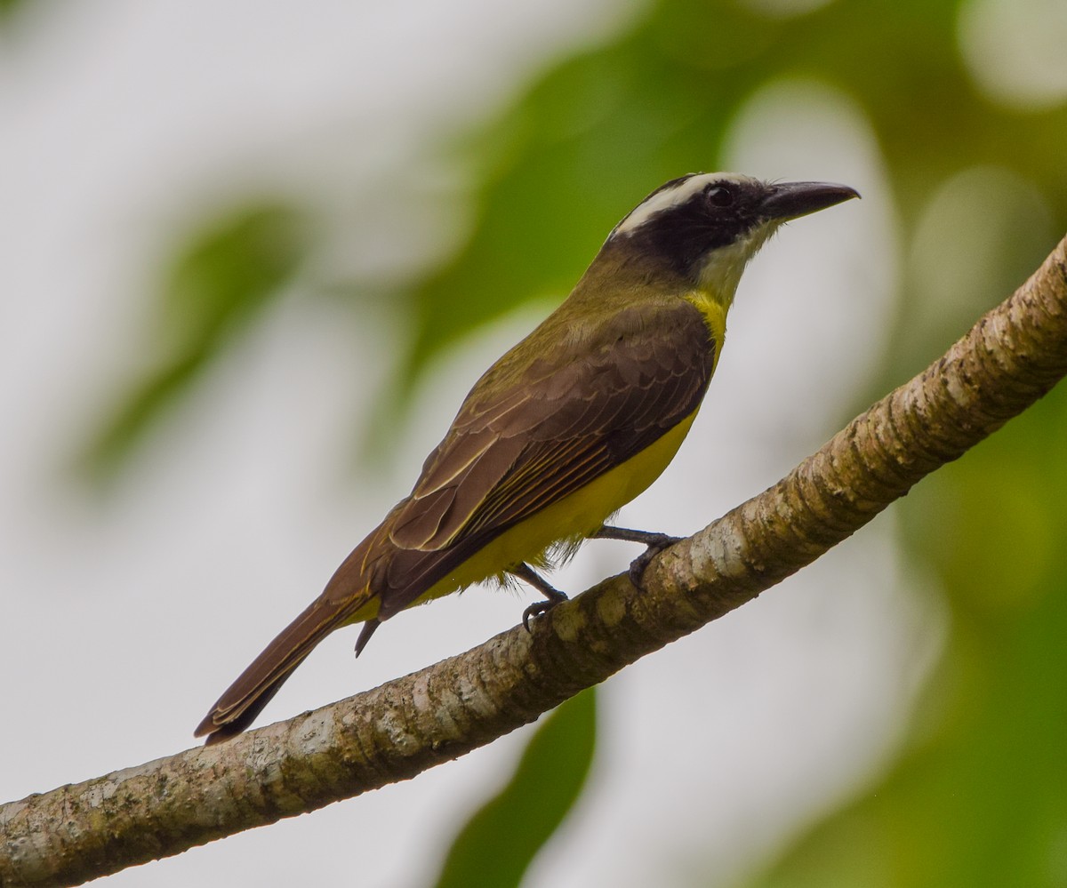 Boat-billed Flycatcher - ML647120272