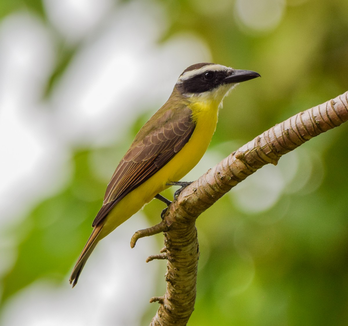 Boat-billed Flycatcher - ML647120273