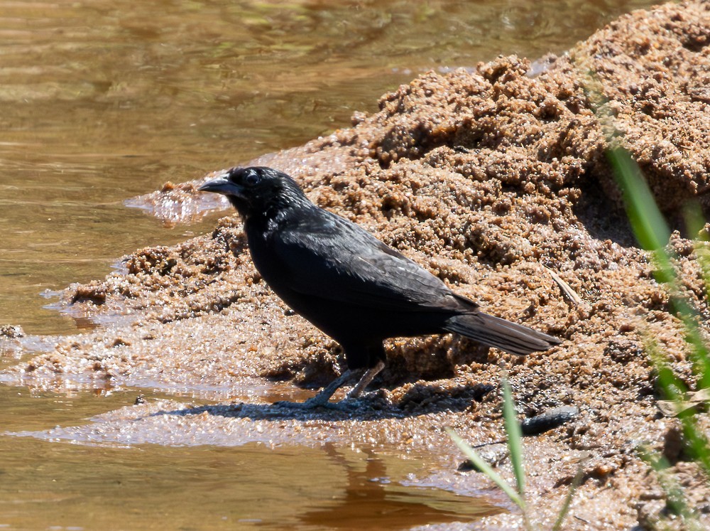 Chopi Blackbird - ML647120274