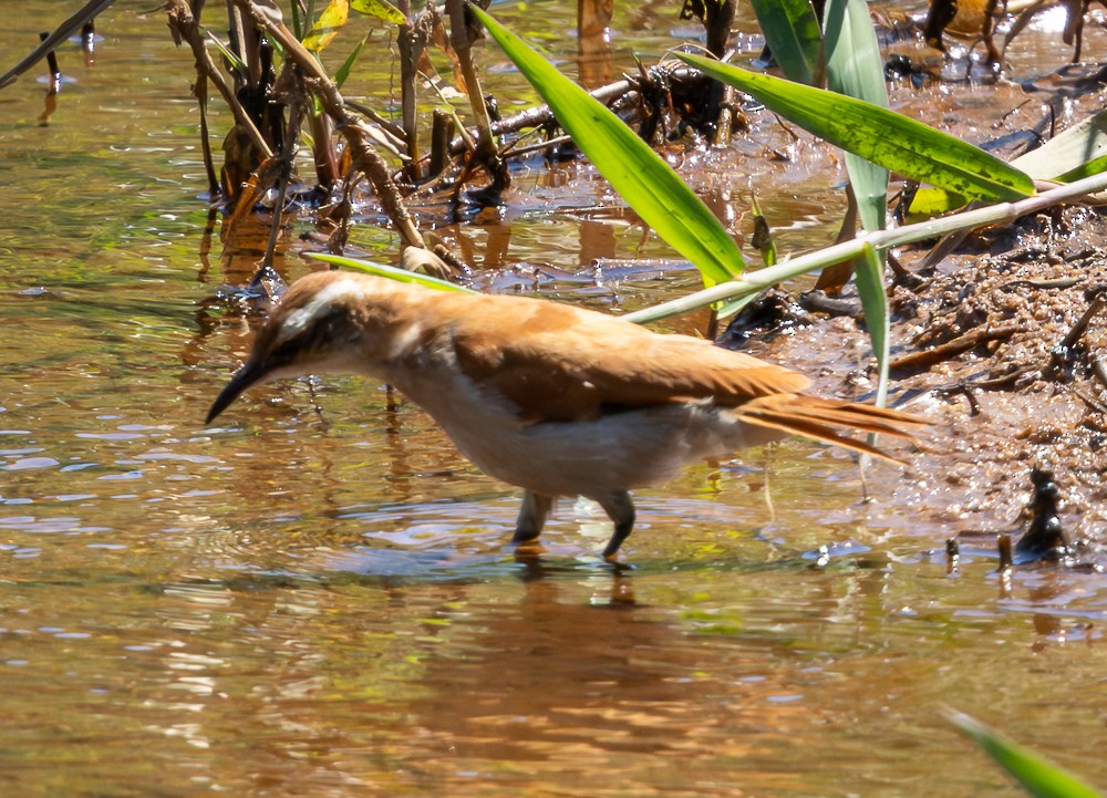 Wing-banded Hornero - ML647120275