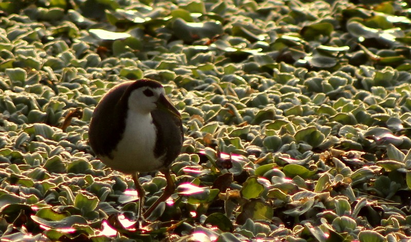 White-breasted Waterhen - ML647120277
