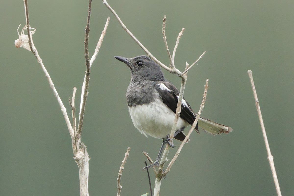 Oriental Magpie-Robin - ML647120278