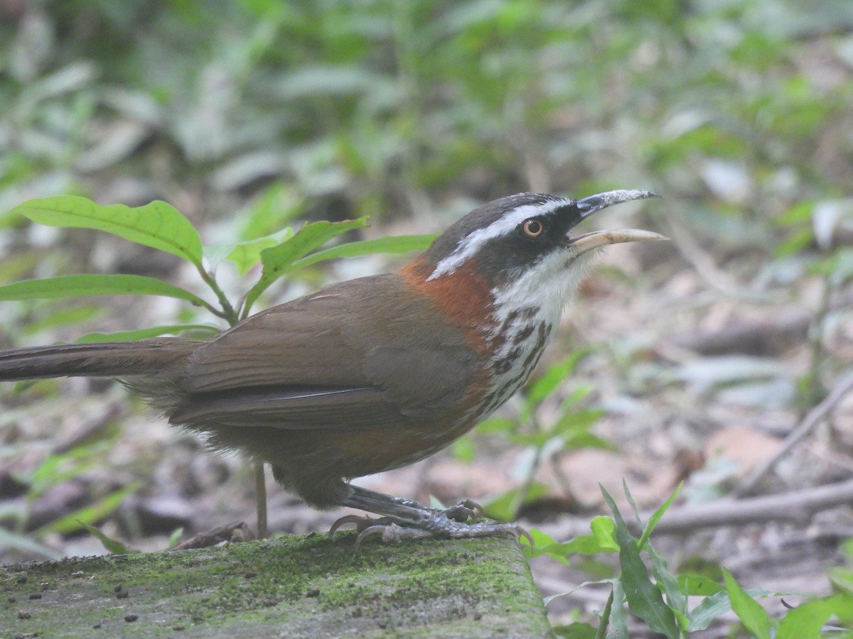 Taiwan Scimitar-Babbler - ML647120279