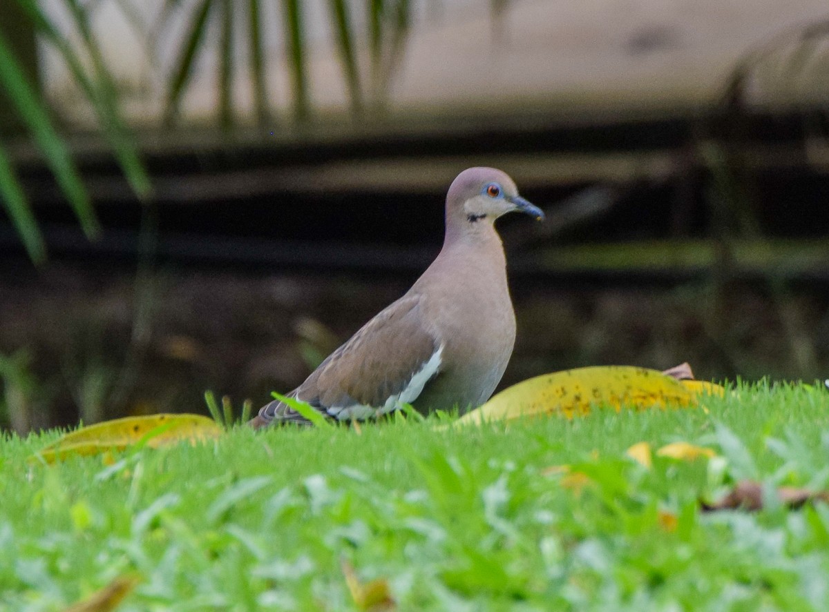 White-winged Dove - ML647120281