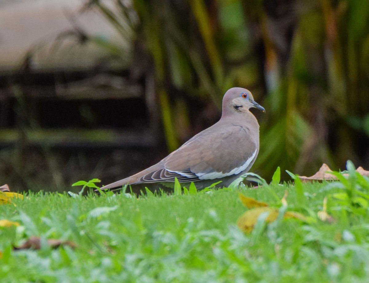 White-winged Dove - ML647120282