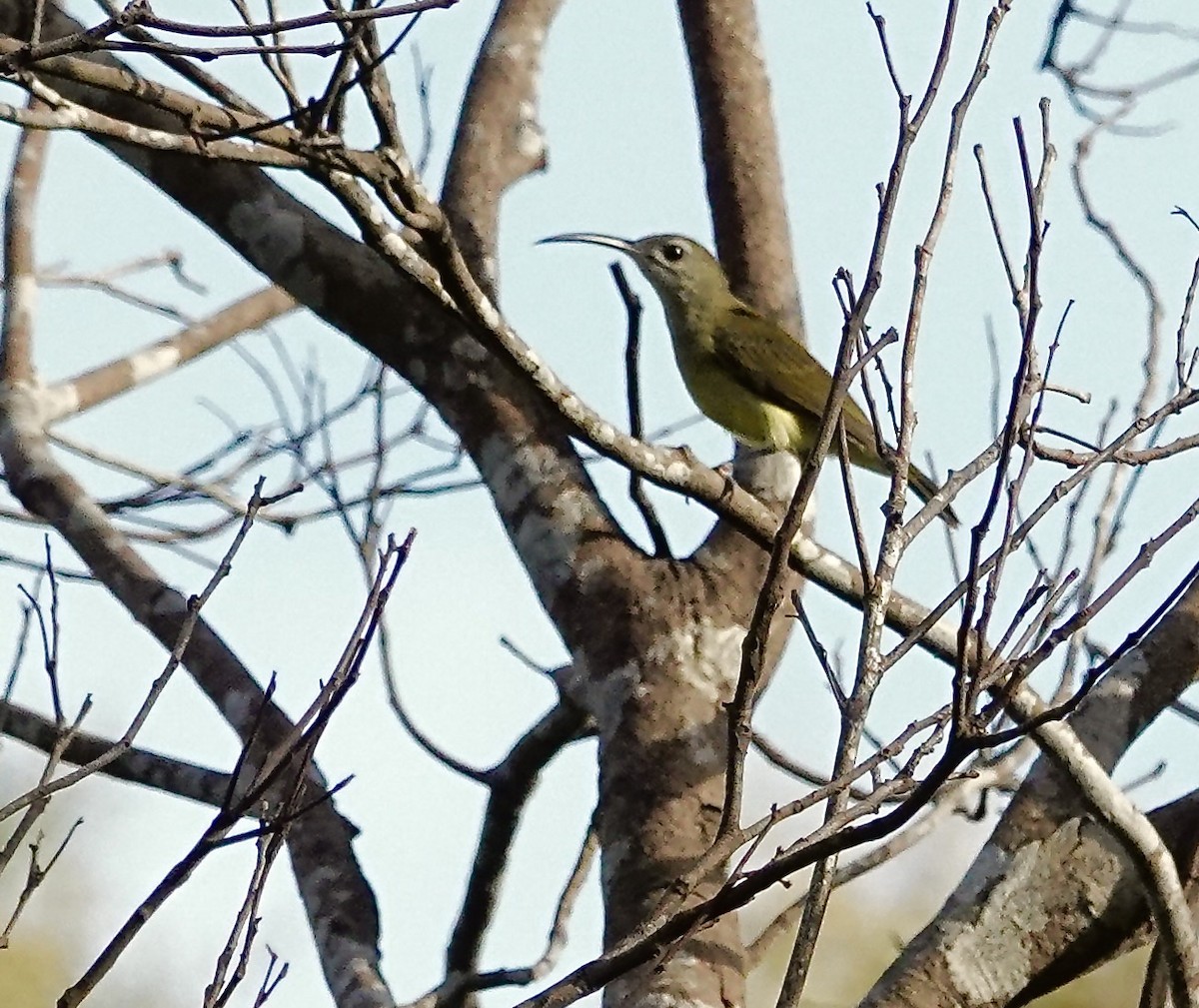 Little Spiderhunter - ML647120283