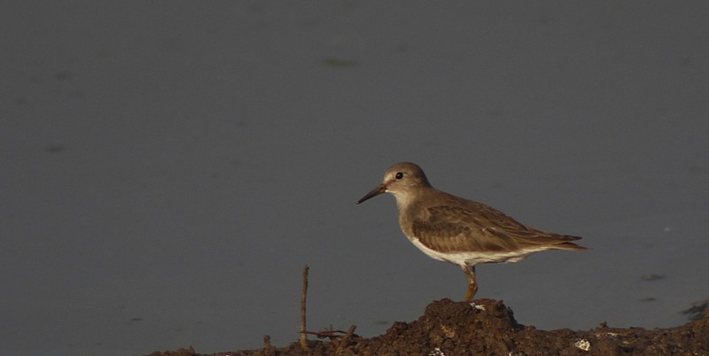 Temminck's Stint - ML647120284