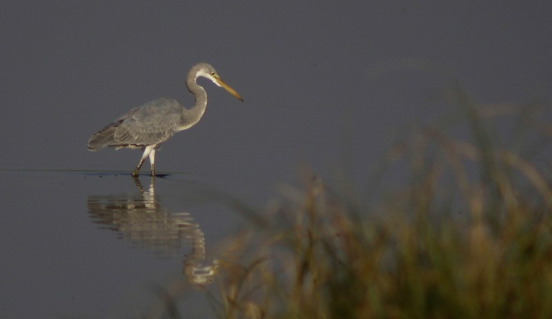 Western Reef-Heron - ML647120288