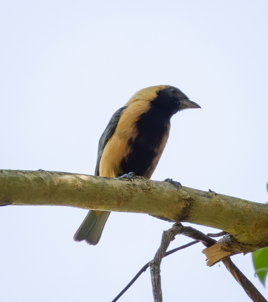 Burnished-buff Tanager - ML647120290
