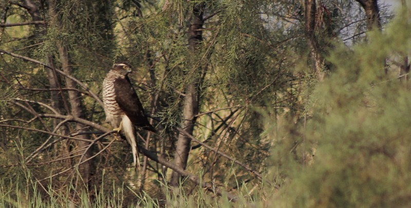 Eurasian Sparrowhawk - ML647120291