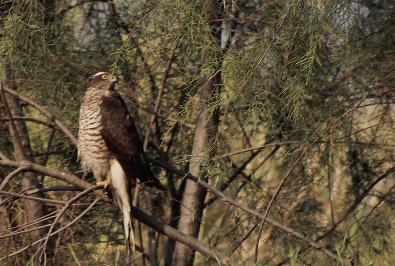 Eurasian Sparrowhawk - ML647120292