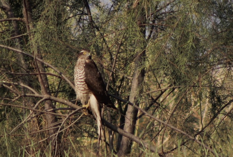 Eurasian Sparrowhawk - ML647120293