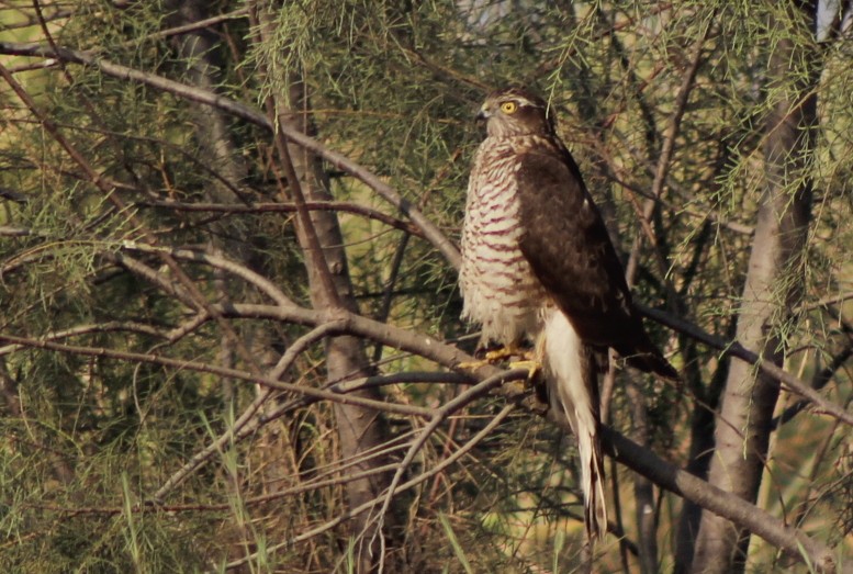 Eurasian Sparrowhawk - ML647120294