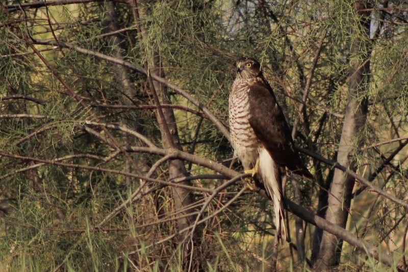 Eurasian Sparrowhawk - ML647120295
