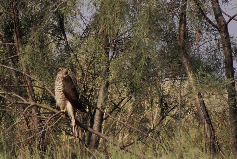 Eurasian Sparrowhawk - ML647120296