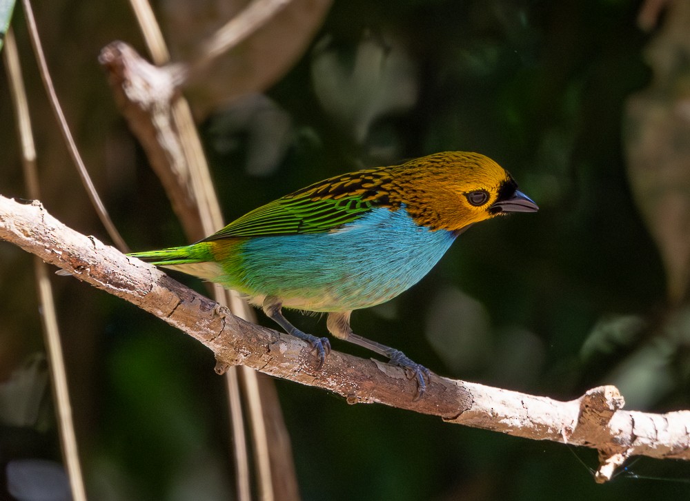 Gilt-edged Tanager - ML647120297