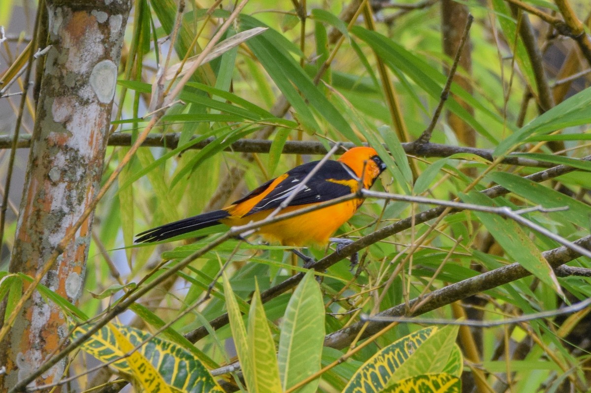Spot-breasted Oriole - ML647120298